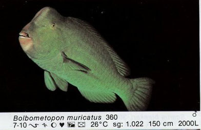 Bolbometopon muricatus